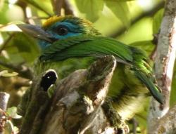 Yellow-fronted barbet